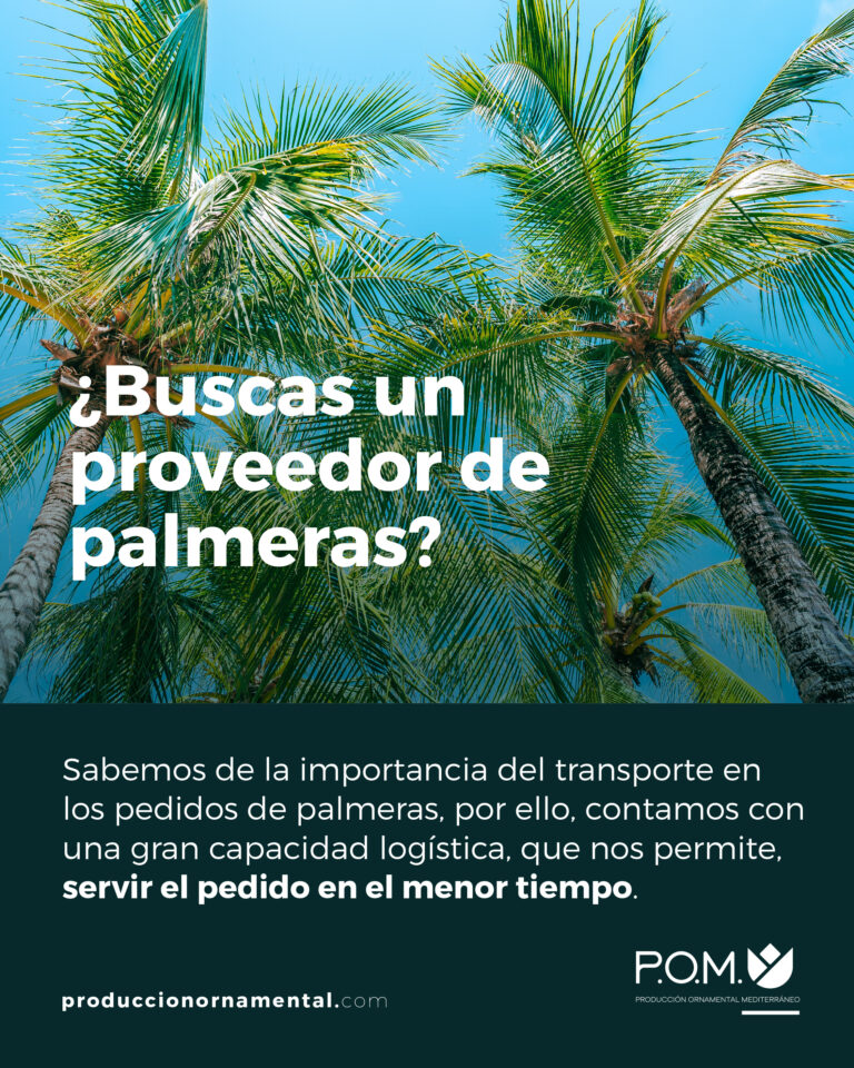 RRSS POM- 8 M palmeras_Mesa de trabajo 1 copia 3